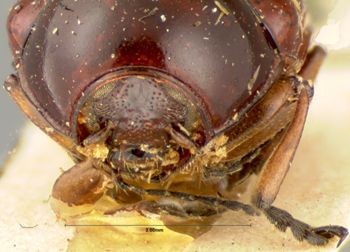 Media type: image; Entomology 20037   Aspect: head frontal view